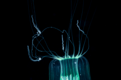 Hydromedusa - Leptothecata - Melicertum  tropicalis