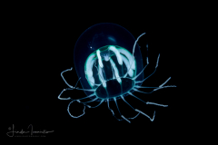 Hydromedusa - Leptothecata - Melicertum  tropicalis