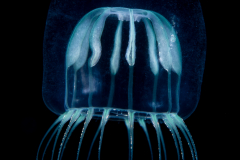 Hydromedusa - Leptothecata - Melicertum  tropicalis