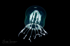 Hydromedusa - Leptothecata - Melicertum  tropicalis