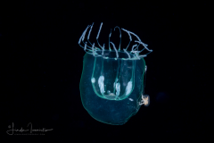 Hydromedusa - Leptothecata - Melicertum  tropicalis