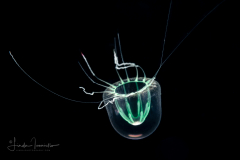 Hydromedusa - Leptothecata - Melicertum tropicalis