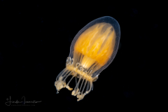 Hydromedusa - Leptothecata - Dichotomia cannoides