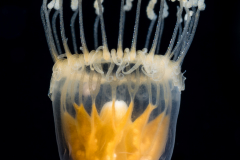 Hydromedusa - Leptothecata - Dichotomia cannoides