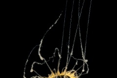 Hydromedusa - Leptothecata - Netocertoides sp.