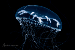 Hydromedusa - Leptothecata - Octophialucium aphrodite