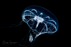 Hydromedusa - Leptothecata - Octophialucium aphrodite