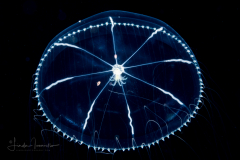 Hydromedusa - Leptothecata - Octophialucium aphrodite