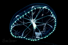 Hydromedusa - Leptothecata - Octophialucium aphrodite