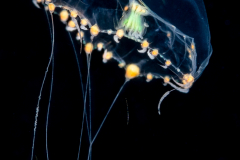 Hydromedusa - Leptothecata - Octophialucium irregularis