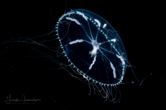 Hydromedusa - Leptothecata - Octophialucium aphrodite