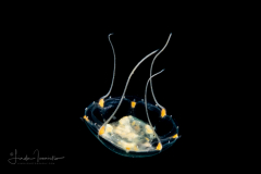 Hydromedusa - Trachymedusae - Unknown species