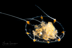 Hydromedusa - Trachymedusae - Unknown species