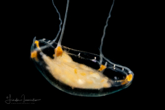 Hydromedusa - Trachymedusae - Unknown species