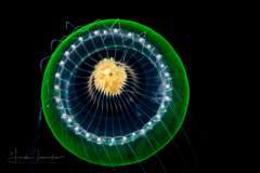 Hydromedusa - Leptothecata - Orchistoma pileus