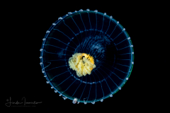Hydromedusa - Leptothecata - Orchistoma pileus
