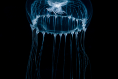Hydromedusa - Leptothecata - Aequorea sp. 1 ?