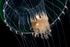 Hydromedusa - Leptothecata - Orchistoma pileus