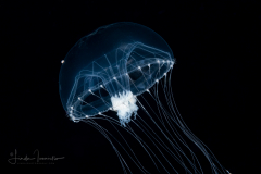 Hydromedusa - Leptothecata - Orchistoma pileus
