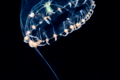 Hydromedusa - Leptothecata - Octophialucium irregularius