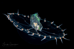 Hydromedusa - Leptothecata - Octophialucium irregularis