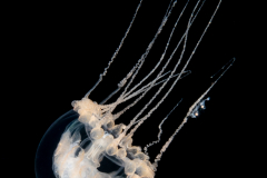 Hydromedusa - Leptothecata - Staurodiscus kellneri