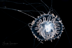 Hydromedusa - Leptothecata - Staurodiscus kellneri