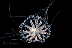 Hydromedusa - Leptothecata - Staurodiscus kellneri