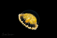 Hydromedusa - Leptothecata - Staurodiscus luteus