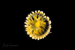Hydromedusa - Leptothecata - Staurodiscus luteus