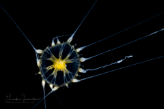 Hydromedusa - Leptothecata - Staurodiscus luteus