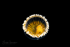 Hydromedusa - Leptothecata - Staurodiscus luteus