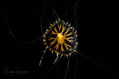 Hydromedusa - Leptothecata - Staurodiscus luteus