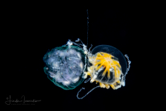Hydromedusa - Leptothecata - Staurodiscus luteus - Preying on a Scyphozoa - Coronatae - Nausithoe sp.