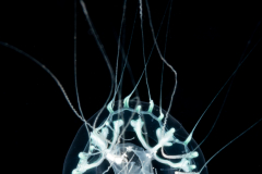 Hydromedusa - Leptothecata - Staurodiscus tetrastaurus