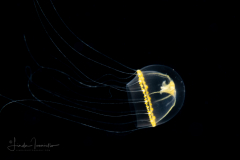 Hydromedusa - Leptothecata - Wuvula ochracea