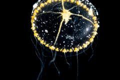Hydromedusa - Leptothecata - Wuvula ochracea