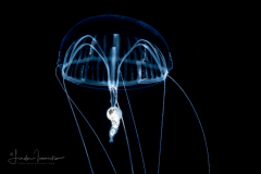 Hydromedusa - Limnomedusae - Geryonia proboscidalis