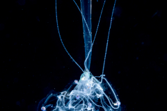 Hydromedusa - Limnomedusae - Liriope tetraphylla - Preying on Salps