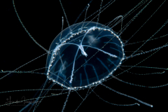 Hydromedusa - Limnomedusae - Olindias tenuis