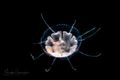 Hydromedusa - Narcomedusae - Cunina octonaria