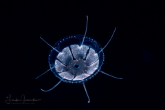 Hydromedusa - Narcomedusae - Cunina octonaria