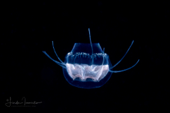 Hydromedusa - Narcomedusae - Cunina octonaria