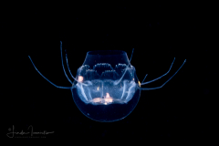 Hydromedusa - Narcomedusae - Cunina octonaria
