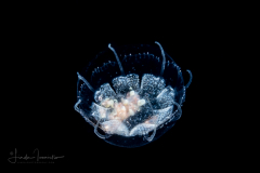 Hydromedusa - Narcomedusae - Cunina octonaria