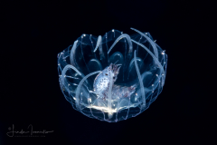 Hydromedusa - Narcomedusae - Pegantha polystriata
