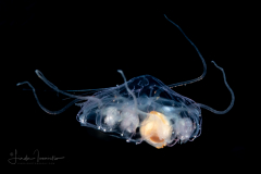 Hydromedusa - Narcomedusae - Pegantha polystriata - Preying on a Sea Butterfly - Telodiacria quadridentata