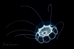 Hydromedusa - Narcomedusae - Pegantha martagon
