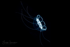 Hydromedusa - Narcomedusae - Pegantha martagon