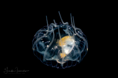 Hydromedusa - Narcomedusae - Pegantha polystriata - Preying on an Atlantidae - Atlanta sp. - Pelagic Marine Gastropod Mollusk - Heteropod